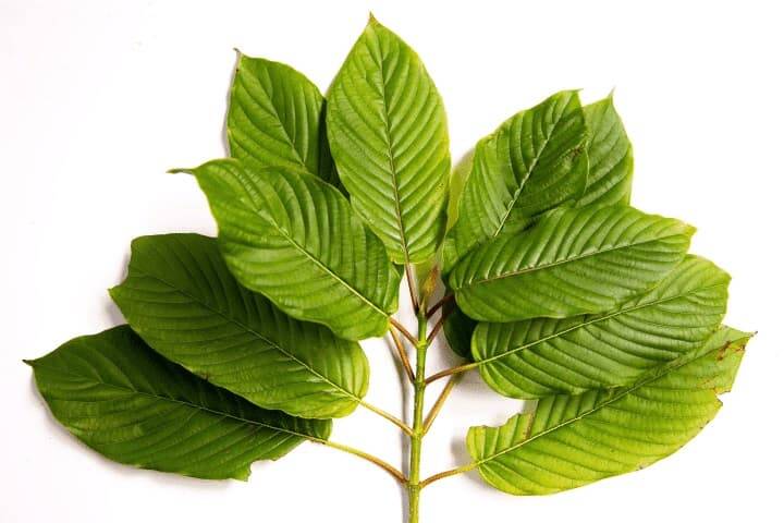 Kratom leefs in onlineshop